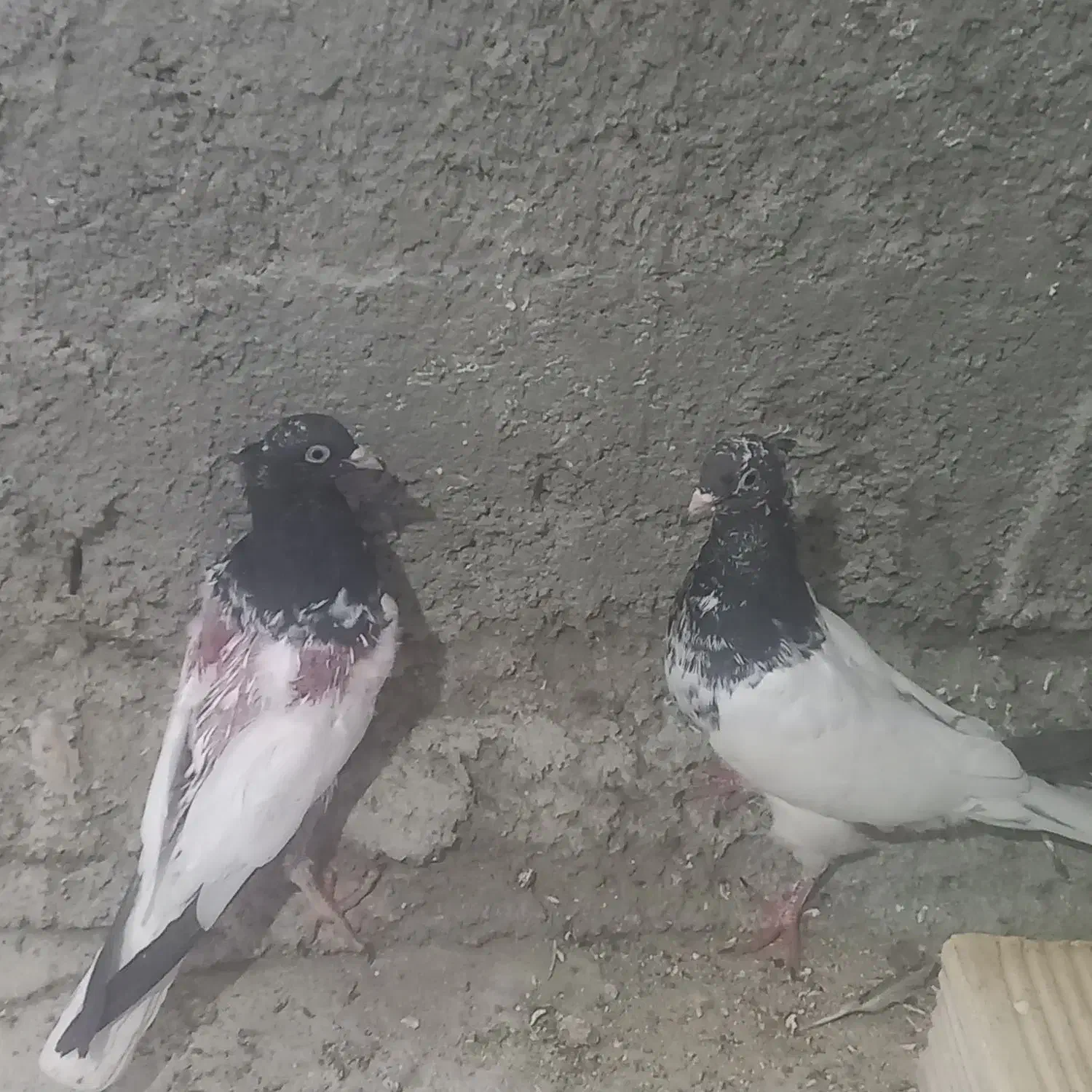 جوجه کله سیاه وکله دم سبز پرشی|پرنده|زیباشهر, |دیوار