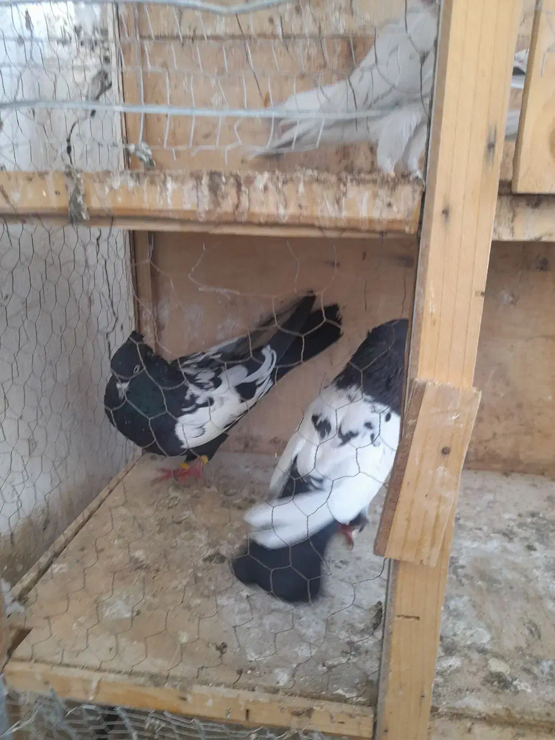 کفتر سینه ای|پرنده|محمدشهر, شهرک پیام (مهرالبرز)|دیوار
