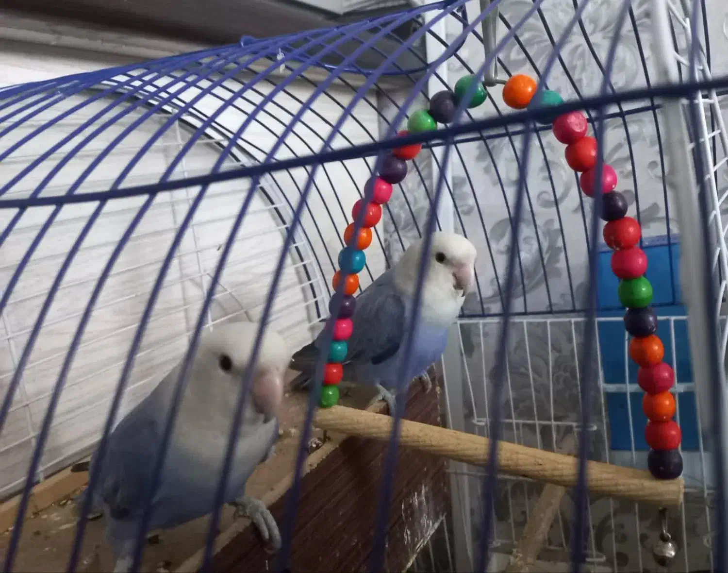 طوطی کوتوله|پرنده|شاهین‌شهر, مسکن مهر|دیوار