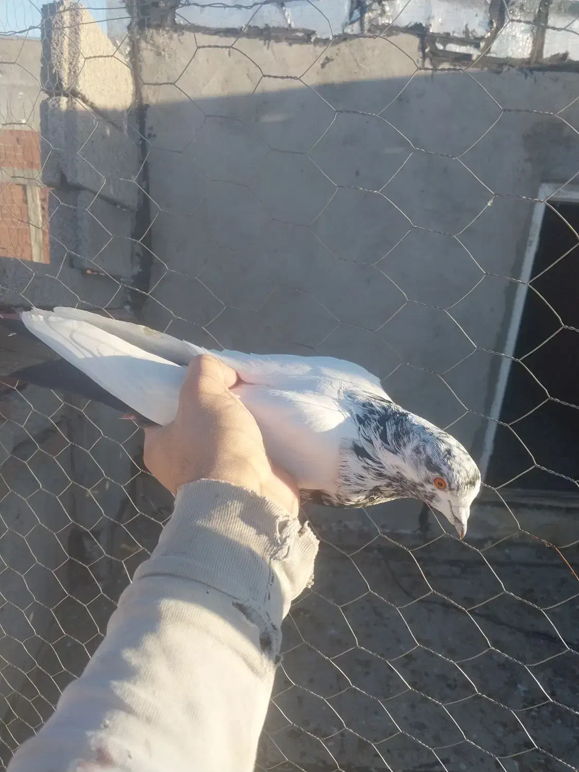 کفتر|پرنده|نمین, |دیوار