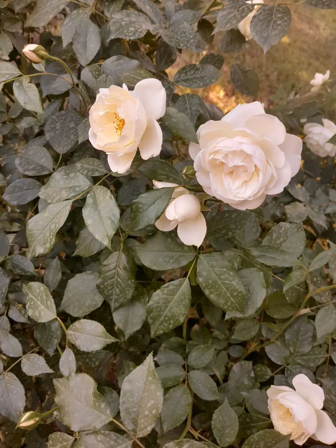 وام|خدمات مالی، حسابداری، بیمه|اسلام‌‌آباد غرب, |دیوار