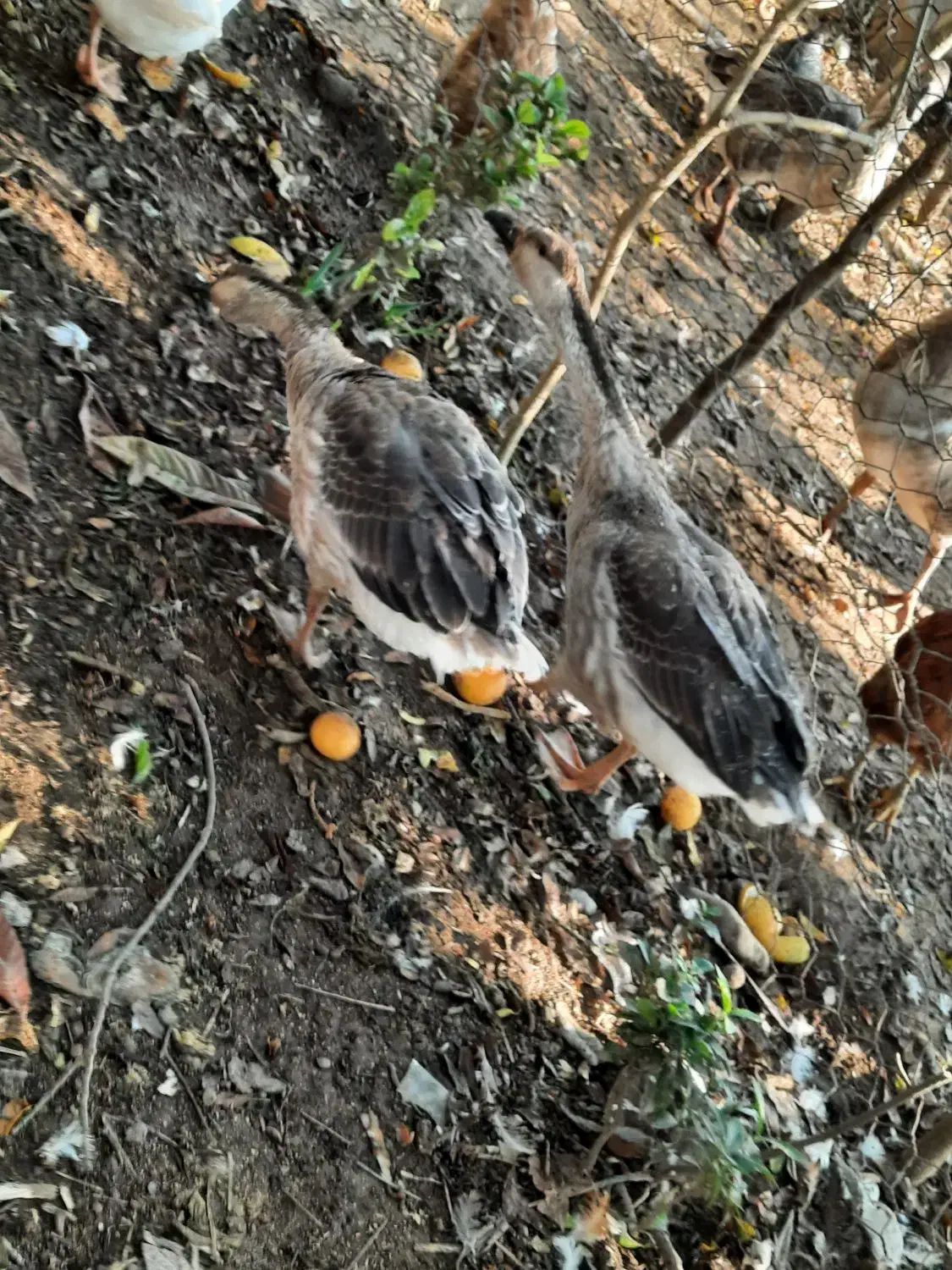 قوغاز اصیل|حیوانات مزرعه|رودسر, |دیوار