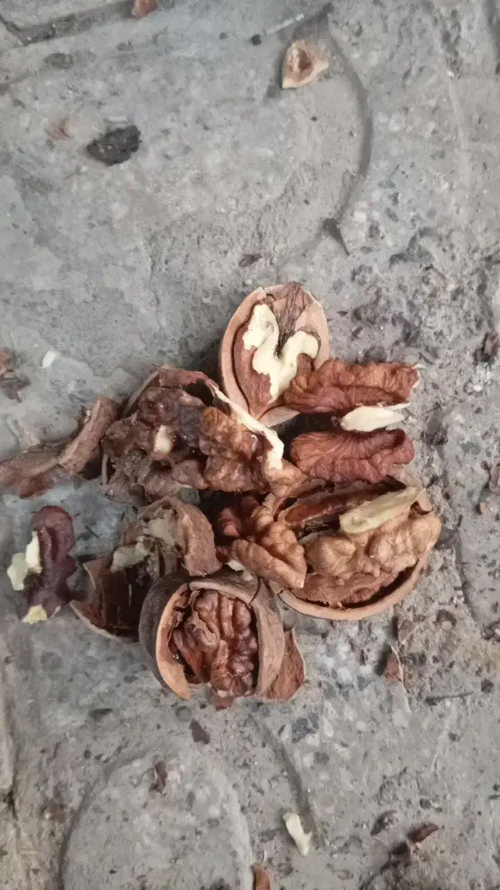 گردو فسنجونی ۶۰درصدسفید|خوردنی و آشامیدنی|اصفهان, کشاورزی|دیوار