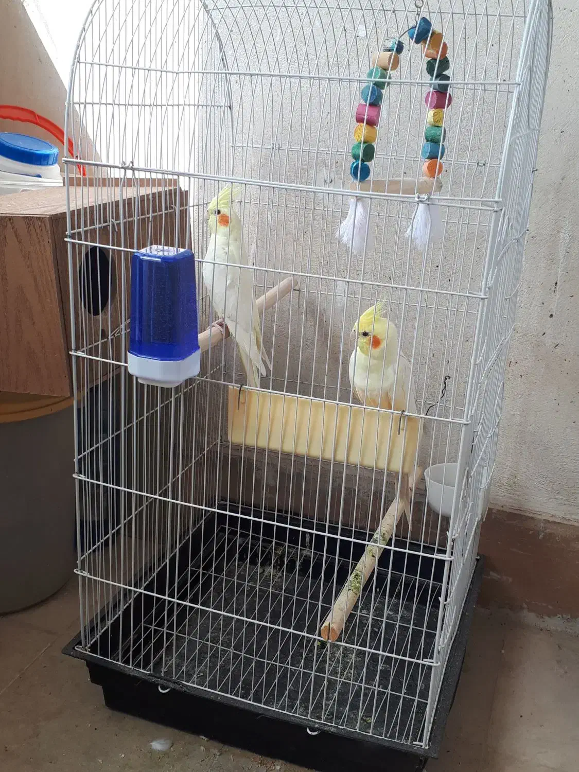 طوطی عروس هلندی|پرنده|سمنان, |دیوار