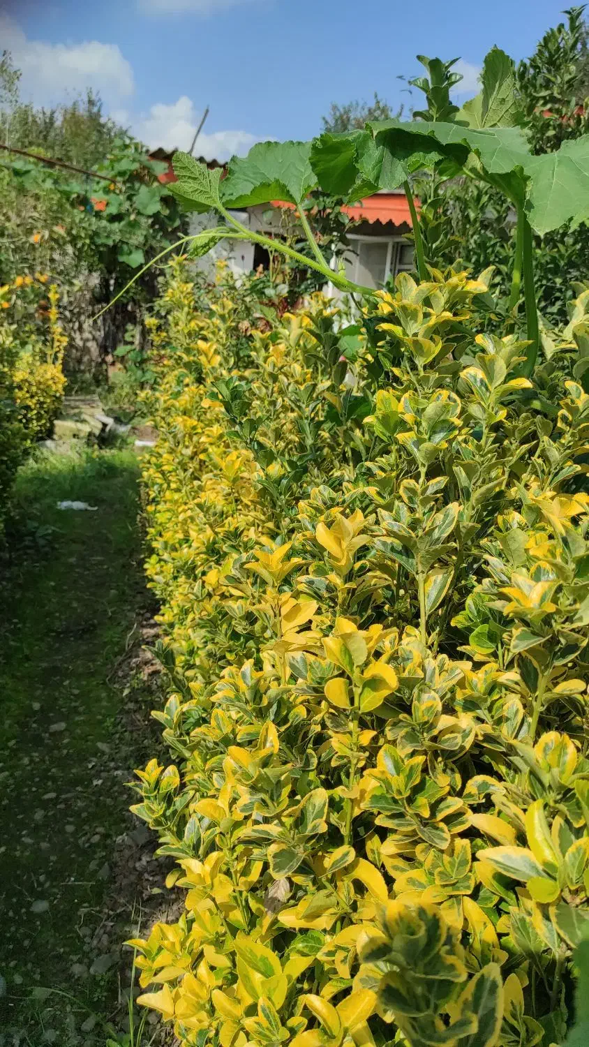 فروش نهال و قلمه شمشاد طلایی|گل و گیاه طبیعی|رودسر, |دیوار