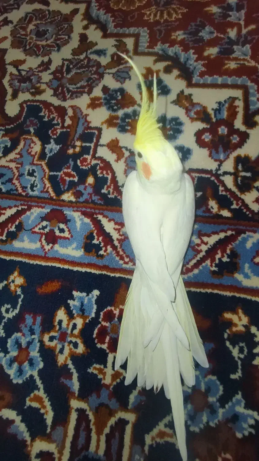 پرنده عروس هلندی نر|پرنده|خنجین, |دیوار