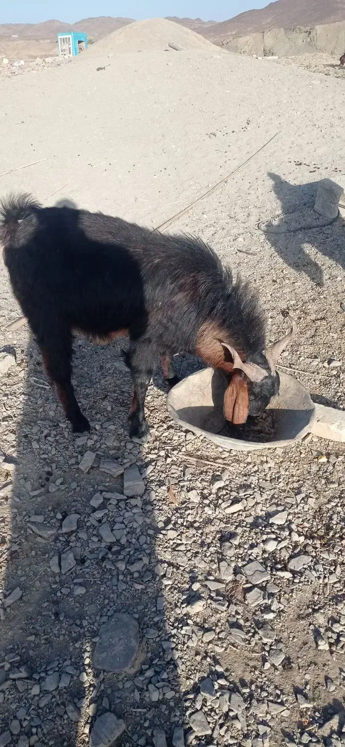 گوسفند تروشت|حیوانات مزرعه|هیدوچ, |دیوار