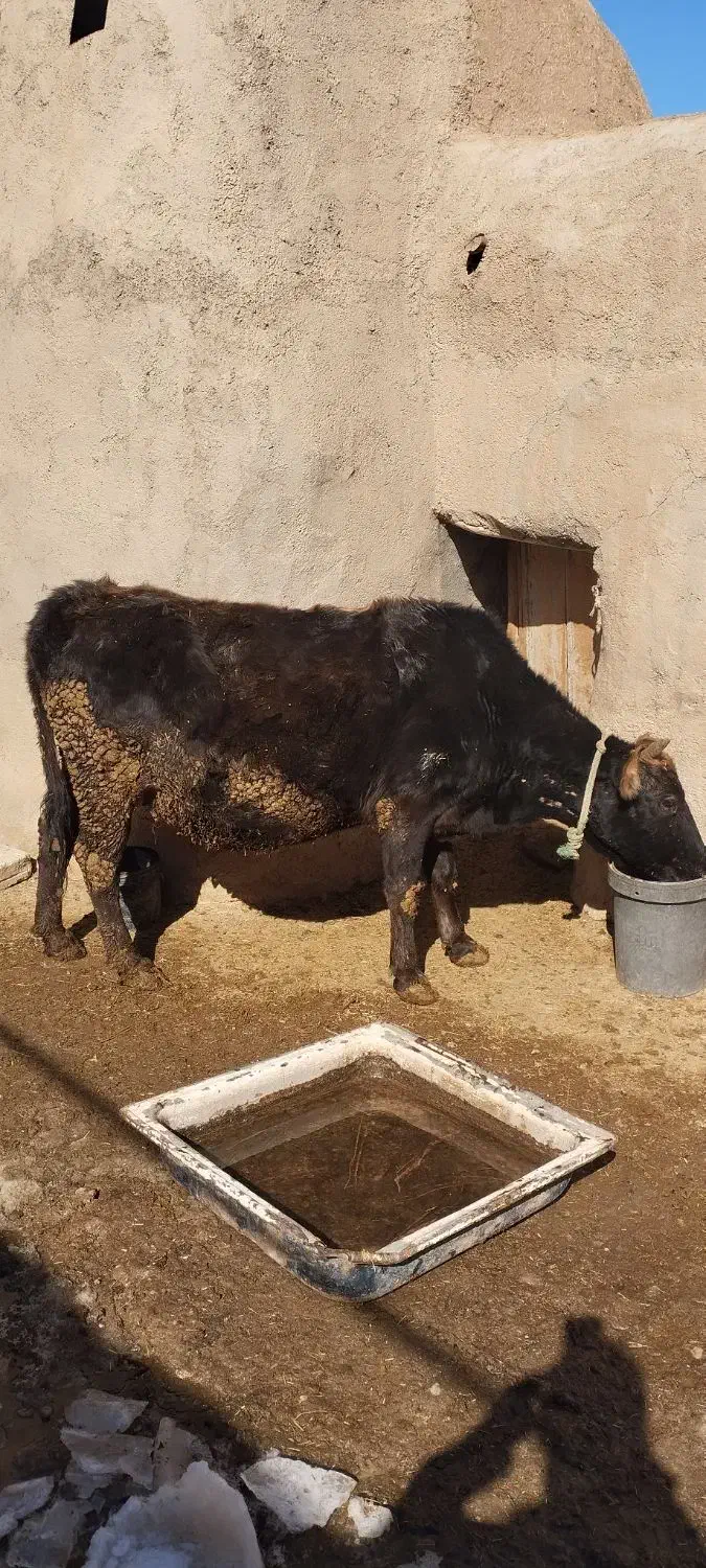 گاو ابستن|حیوانات مزرعه|آبگرم, |دیوار