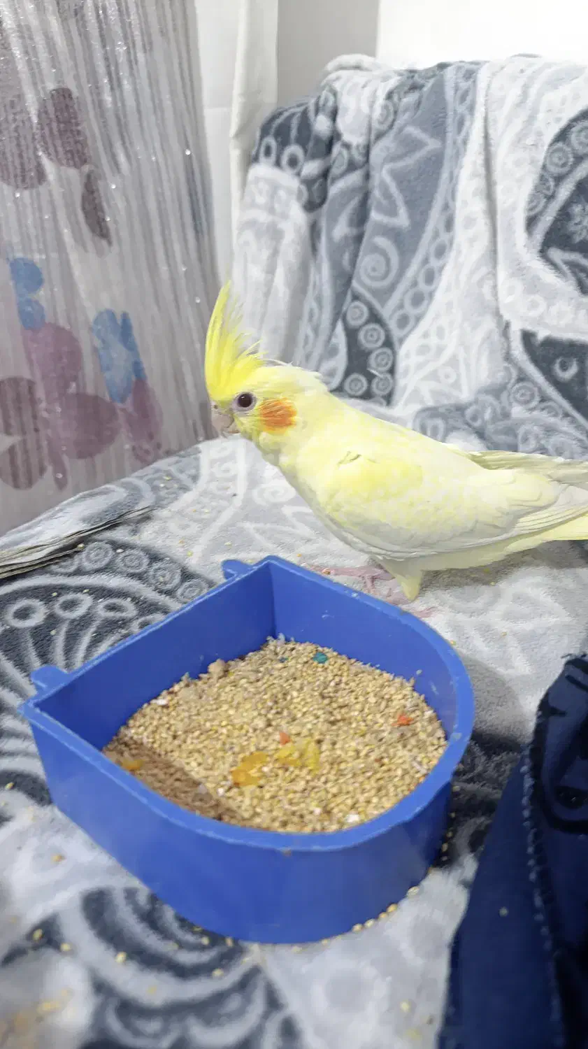 عروس هلندی دون خور|پرنده|دماوند, مسکن مهر گیلاوند|دیوار