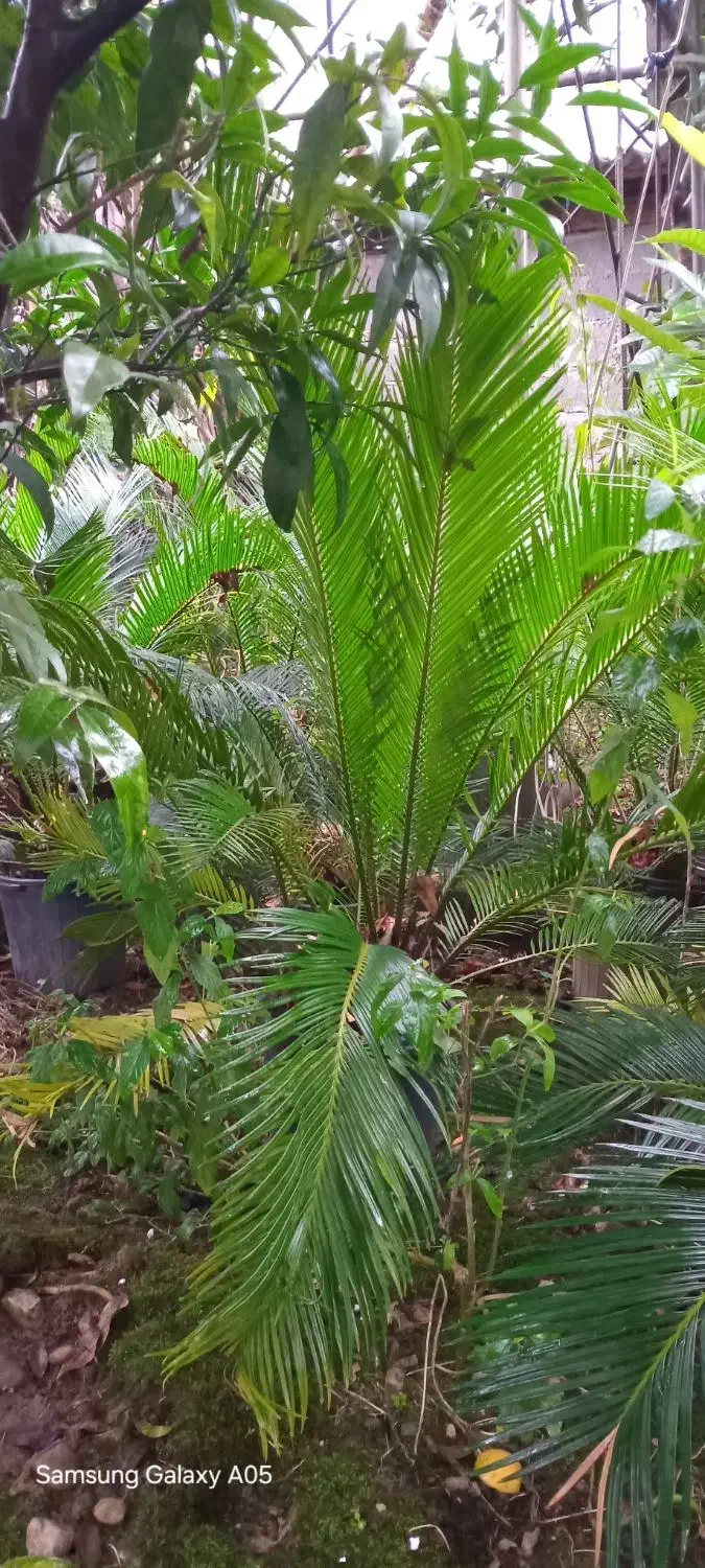 سیکاس چند ساله|گل و گیاه طبیعی|عباس‌آباد, |دیوار