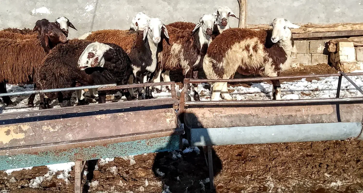 شیش رس بره قوچی کله ابلق افشار|حیوانات مزرعه|تربت جام, شهرک آزادگان|دیوار