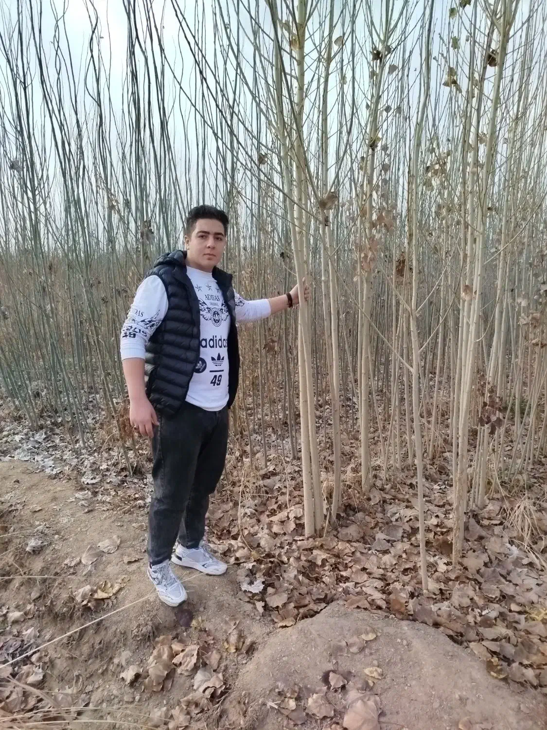 پیش فروش نهال مثمر وغیر مثمر شناسه دار|خدمات باغبانی و درختکاری|اردبیل, |دیوار