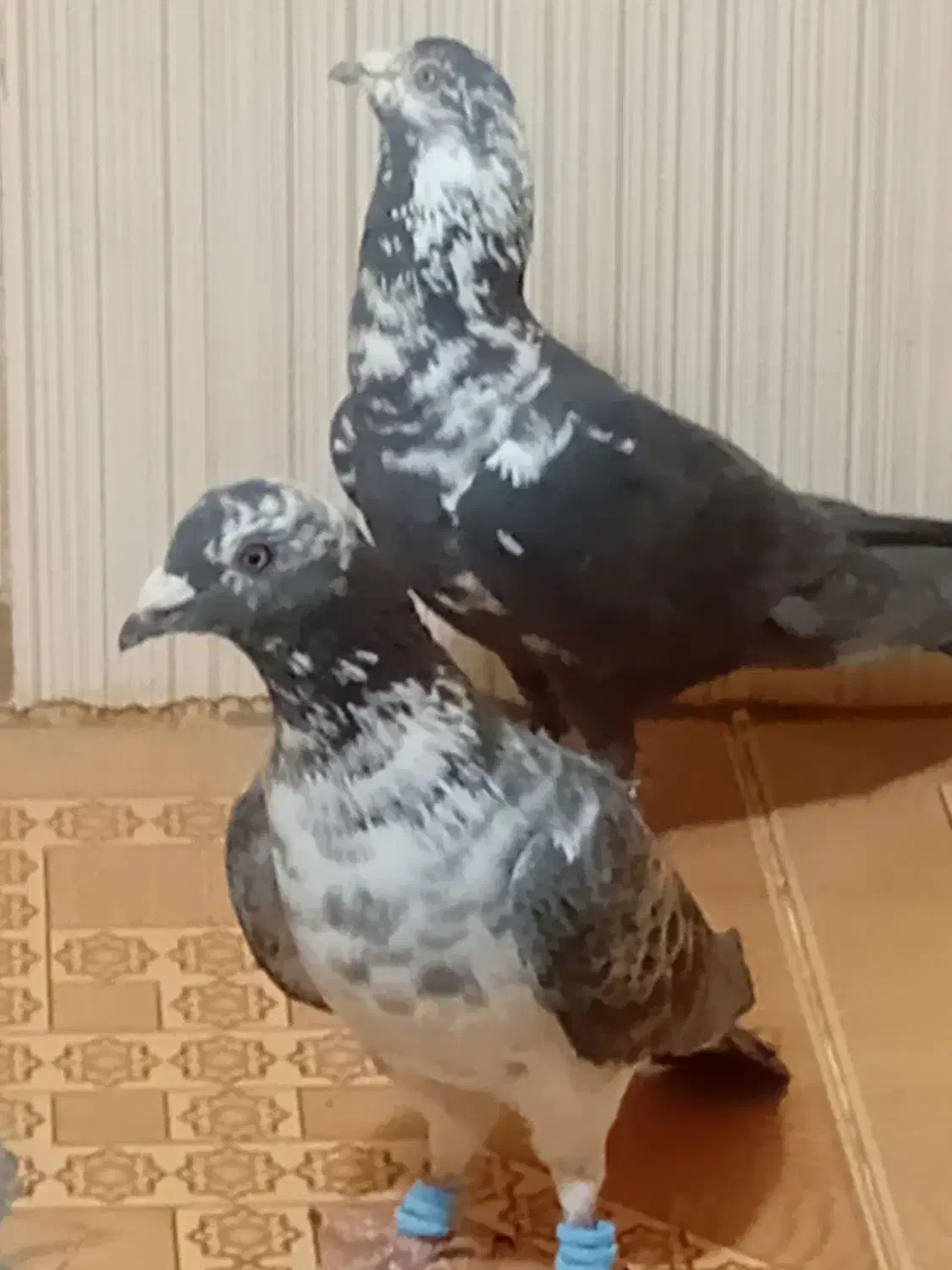 کفتر|پرنده|رشتخوار, |دیوار