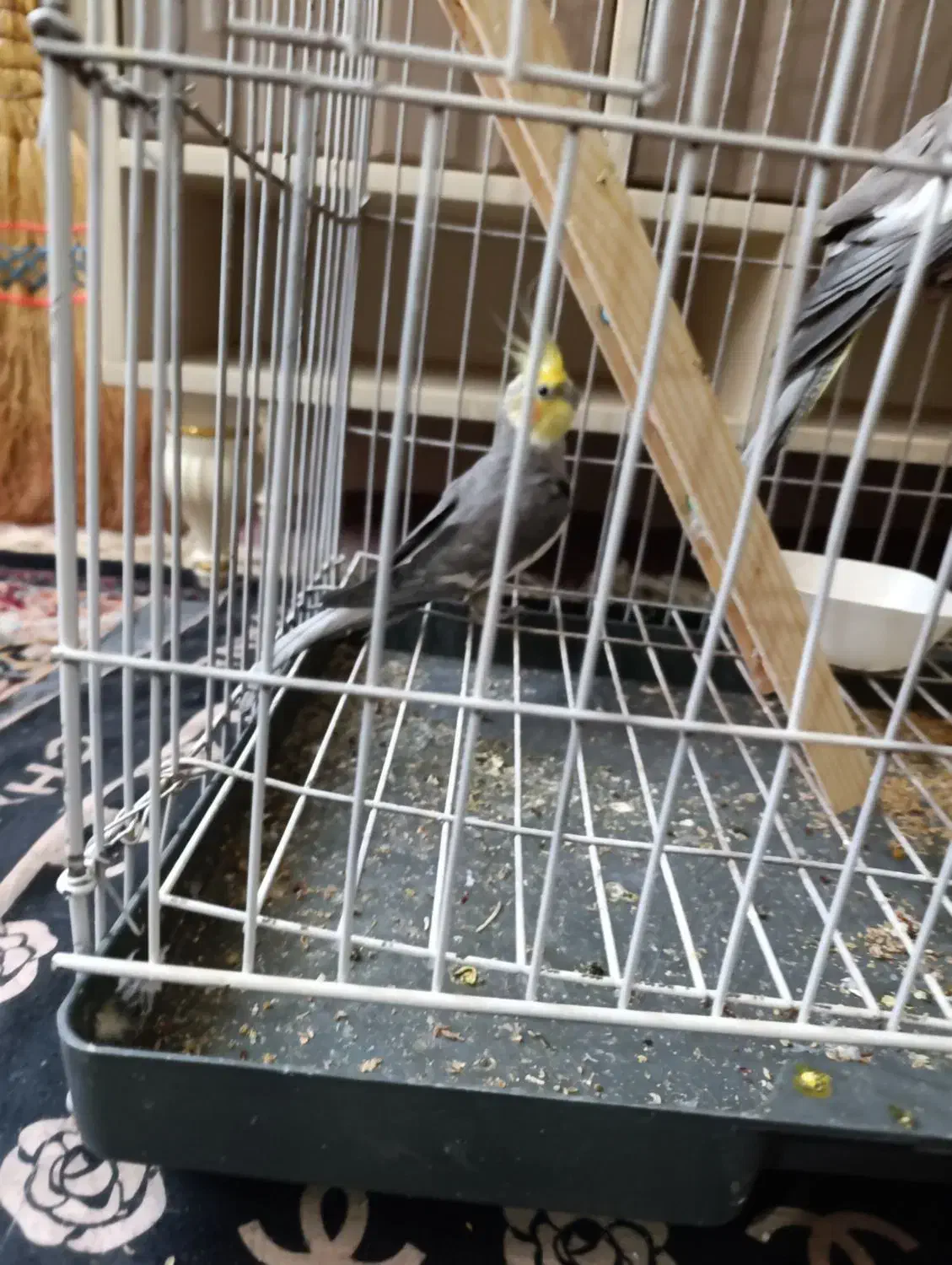 پرنده عروس هلندی|پرنده|شیراز, شهرک کوشکک|دیوار