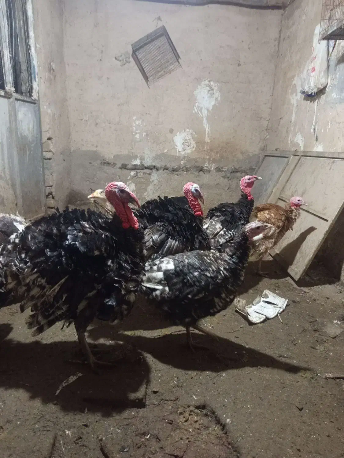 بوقلمون‌جوان|حیوانات مزرعه|بوئین زهرا, |دیوار