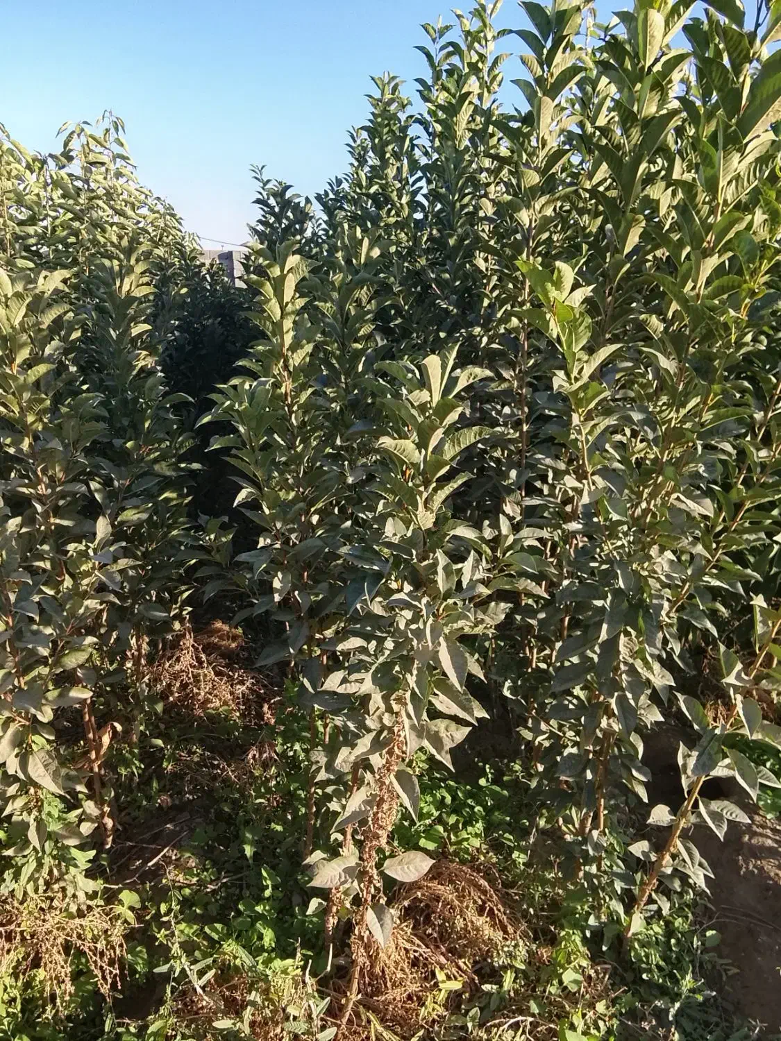 نهالستان حسن زاده شاهنامه شروع قیمت از30هزار تومان|خدمات باغبانی و درختکاری|مشهد, شمس آباد|دیوار