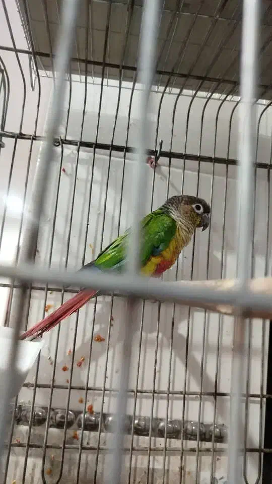 طوطی|پرنده|شادگان, |دیوار