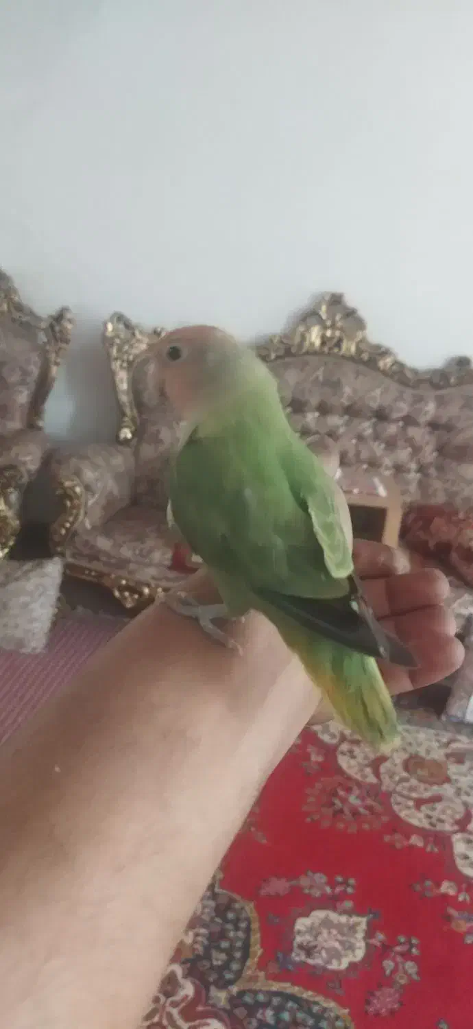 طوطی برزیلی|پرنده|مرند, |دیوار