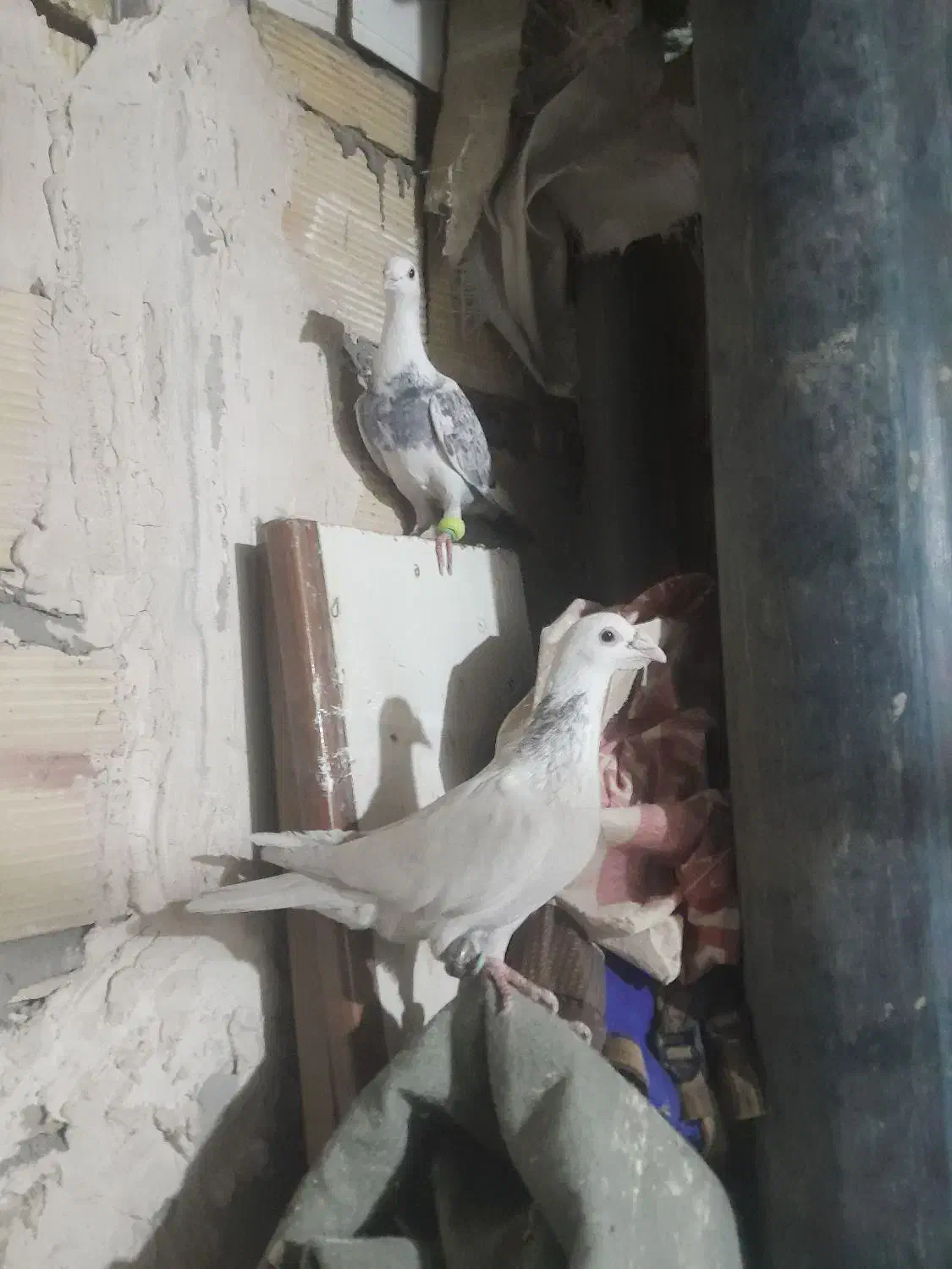 کفترپرشی و جفتگاه|پرنده|مشهد, امیرآباد|دیوار