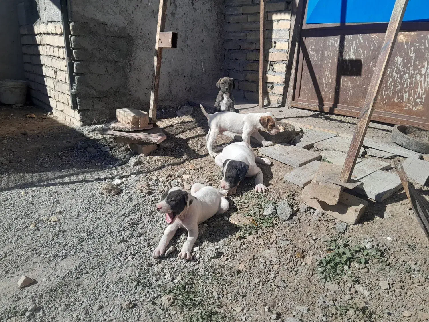 توله سگ بولی|سگ|خلخال, |دیوار