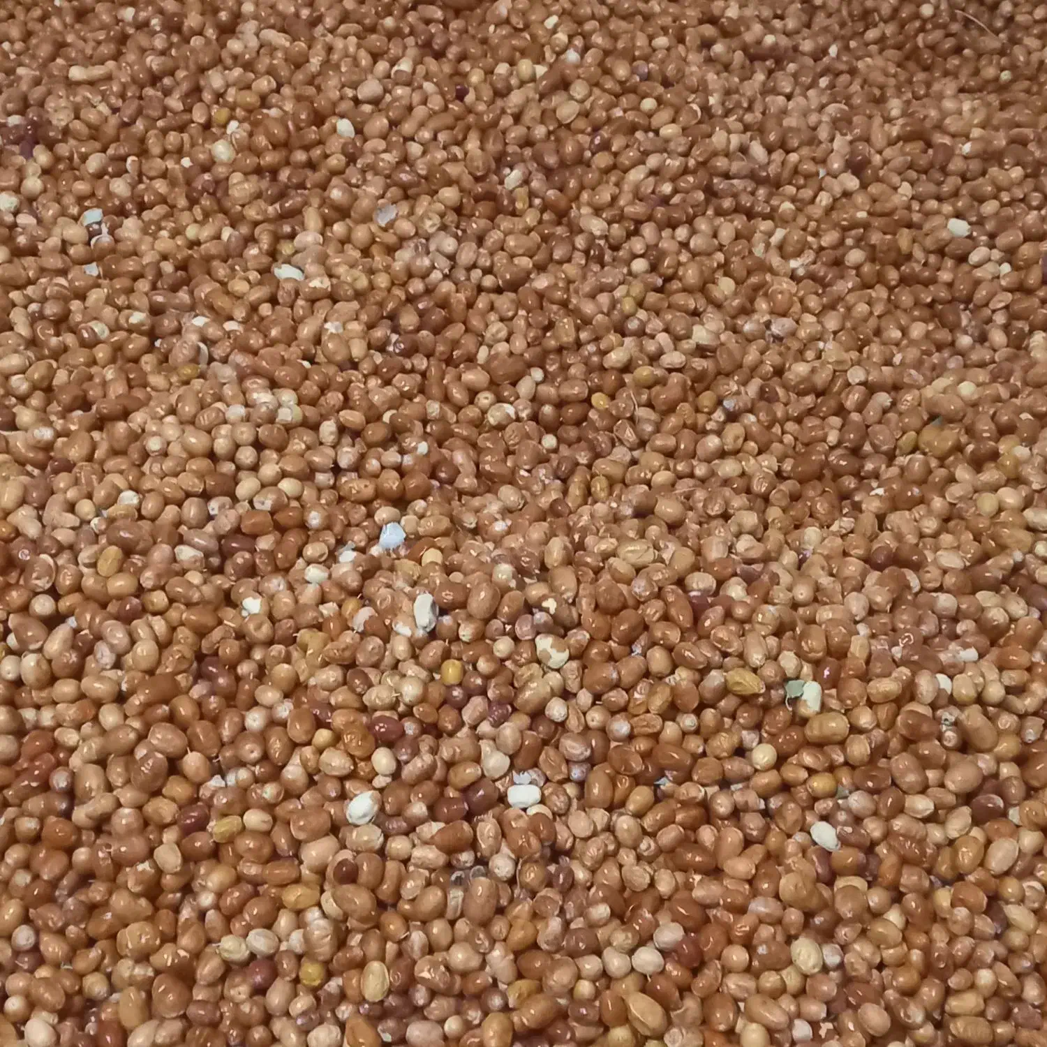 سنجد|خوردنی و آشامیدنی|دلیجان, |دیوار