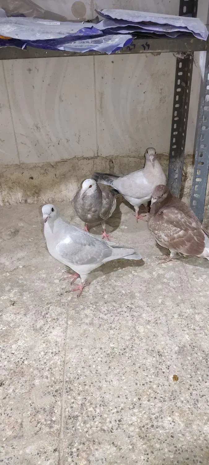 کله هما پاکستانی|پرنده|کاشمر, |دیوار