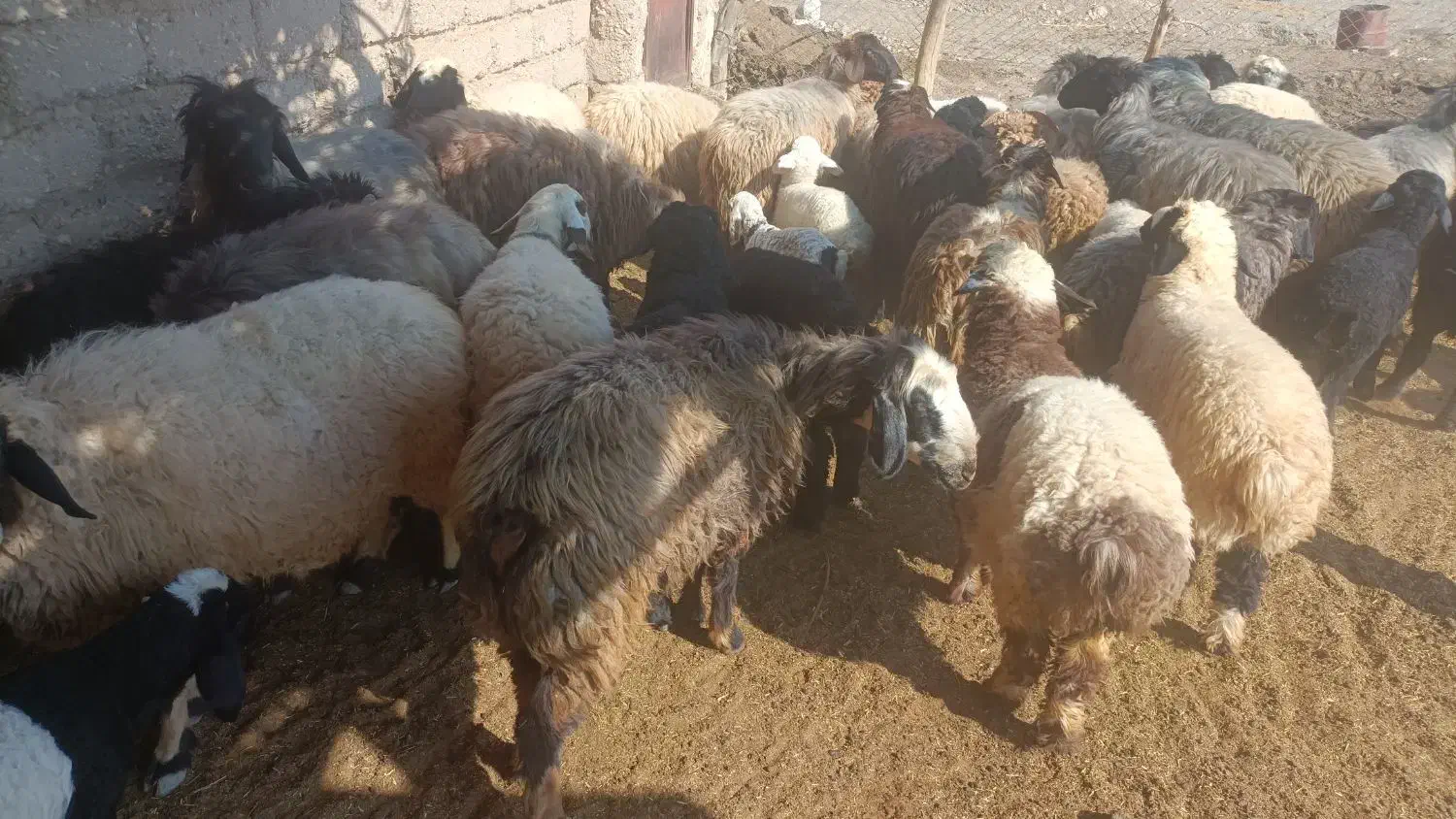 میش|حیوانات مزرعه|رستاق, |دیوار