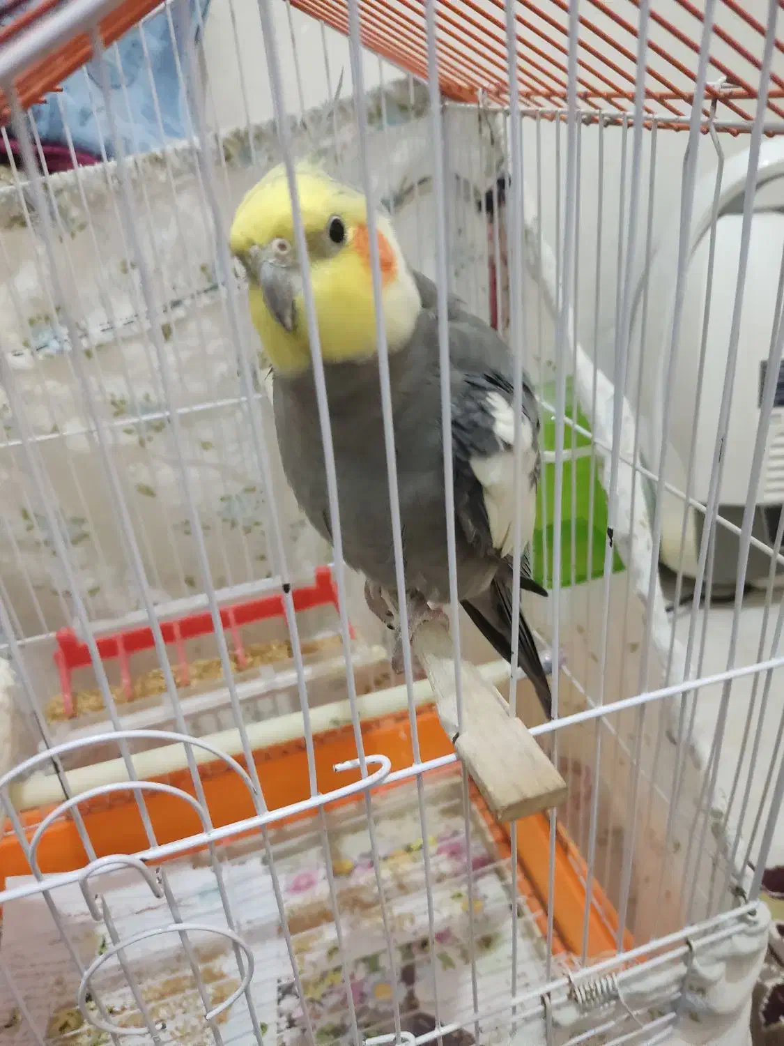 عروس هلندی و|پرنده|رشت, نخودچر|دیوار