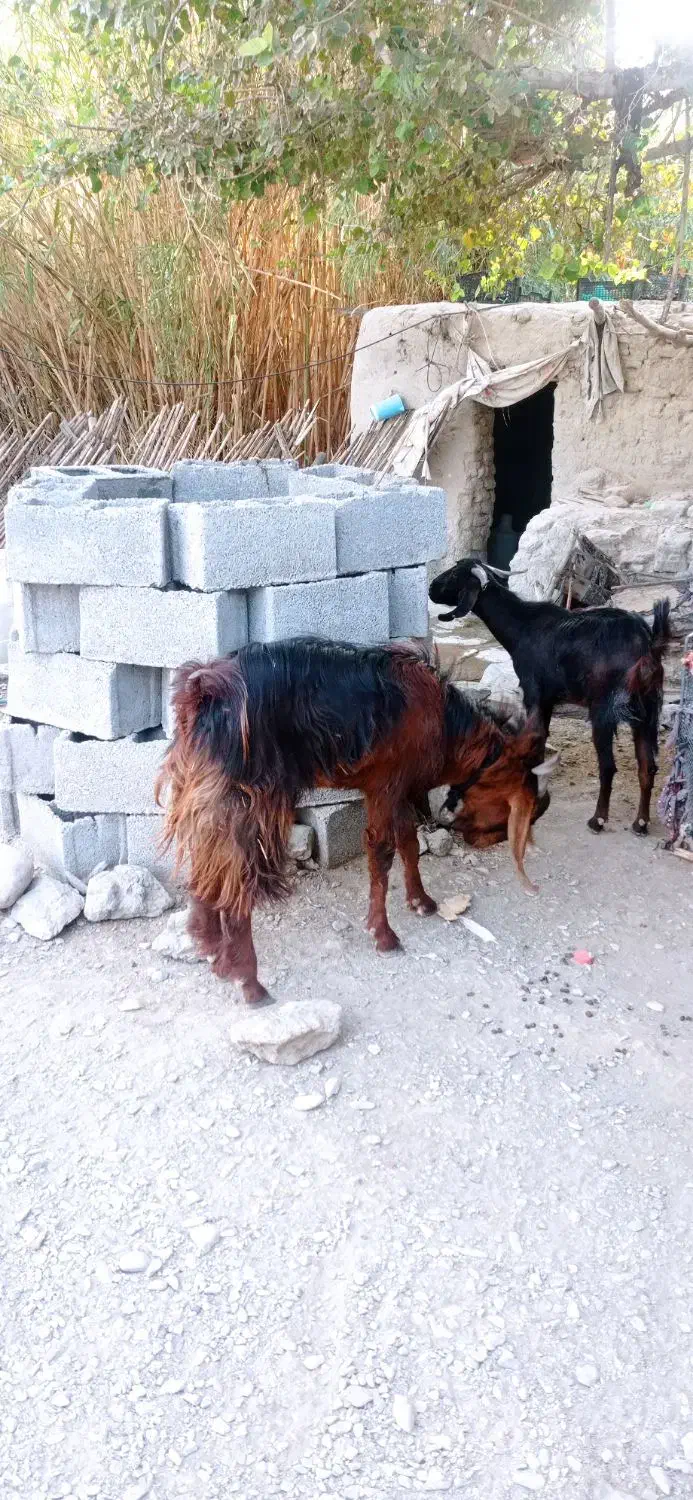 گوسفند|حیوانات مزرعه|ایرانشهر, |دیوار