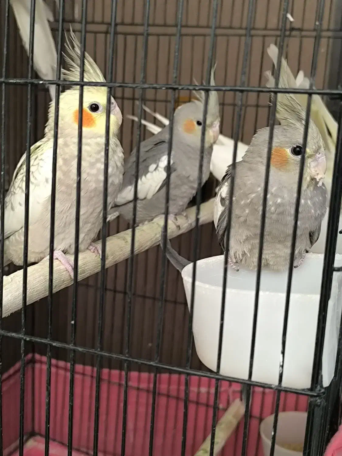 عروس هلندی.عروس هلندی نر و ماده جوجه عروس|پرنده|قم, پردیسان|دیوار