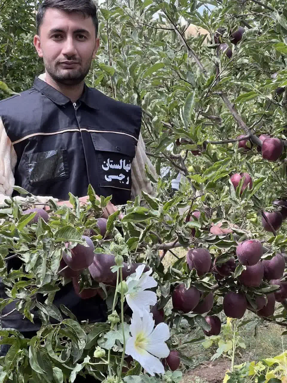 پخش‌ و تولید نهال سیب جرومین|خدمات باغبانی و درختکاری|هشتگرد, شهرک راه آهن|دیوار