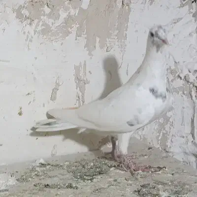 دوتا سار  نر کرمونی|پرنده|تربت‌حیدریه, آسایش|دیوار