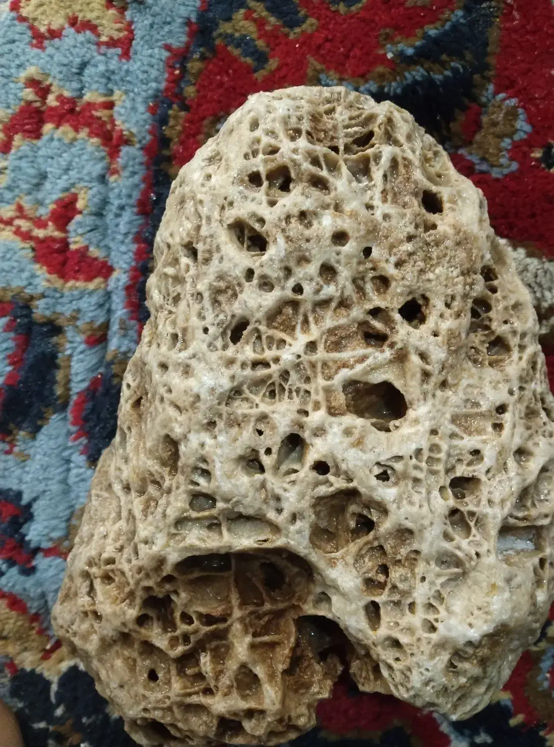 سنگ ویترین ،فسیل مرجان دریایی|کلکسیون اشیاء عتیقه|اردل, |دیوار