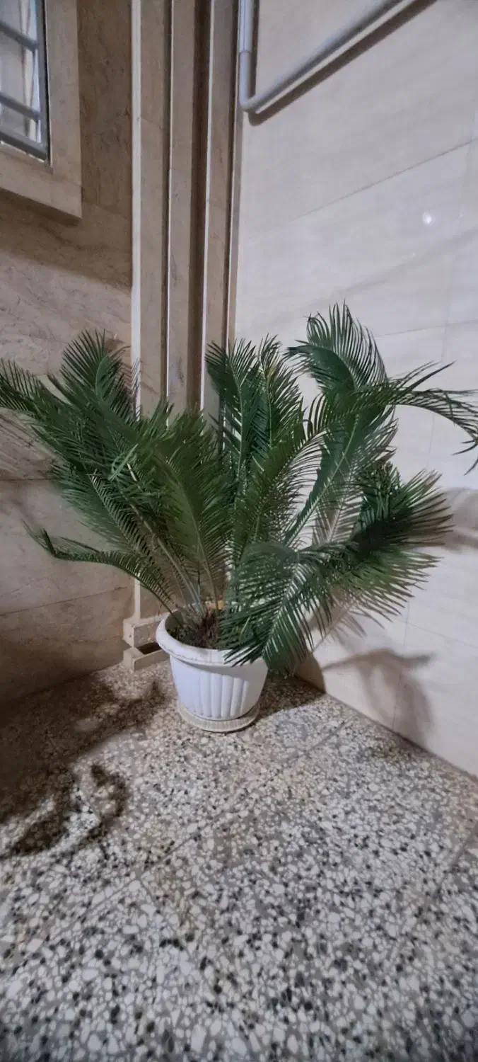 درختچه زینتی سیکاس|گل و گیاه طبیعی|گنبد کاووس, |دیوار