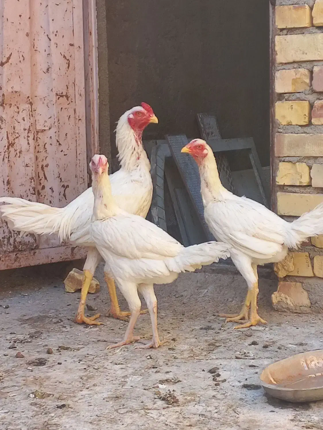 ۱خروس لاری ۲تا مرغ لاری|پرنده|خواف, |دیوار