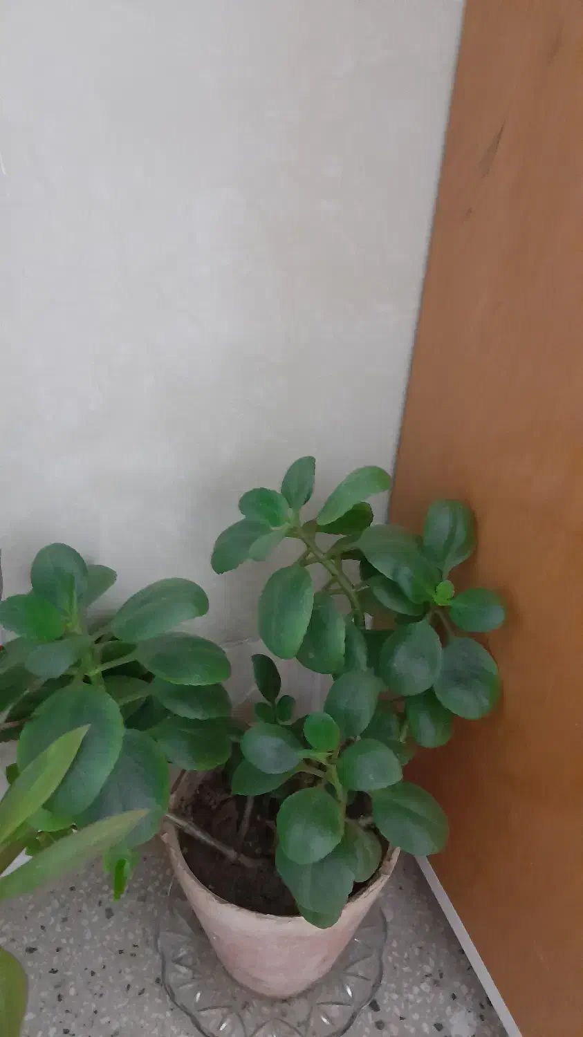 سلام گل طبیعی قاشقی سرحال بفروش،میرسه|گل و گیاه طبیعی|نیشابور, مازول|دیوار