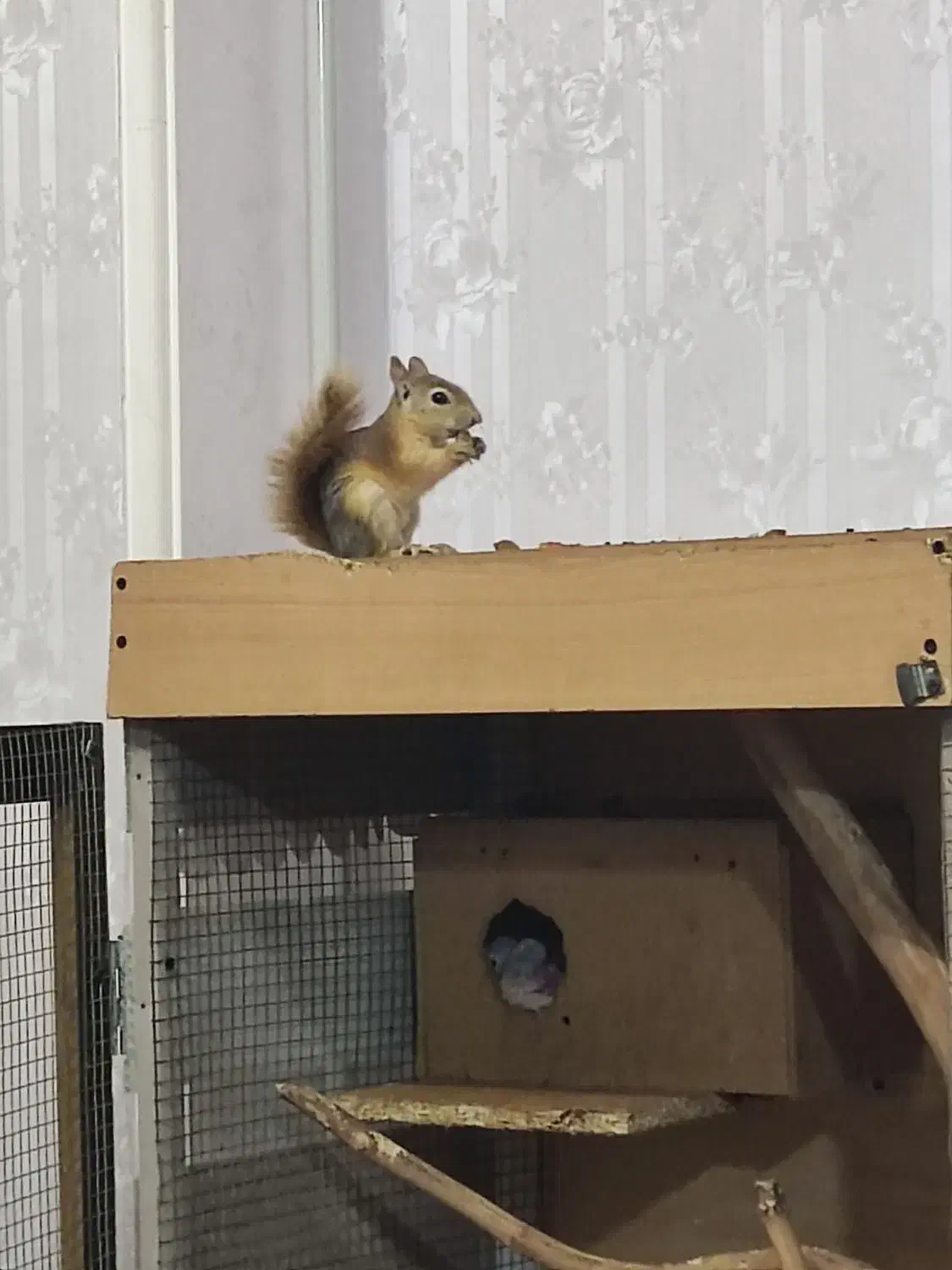 واگذاری حیوان اهلی|موش و خرگوش|گنبد کاووس, |دیوار