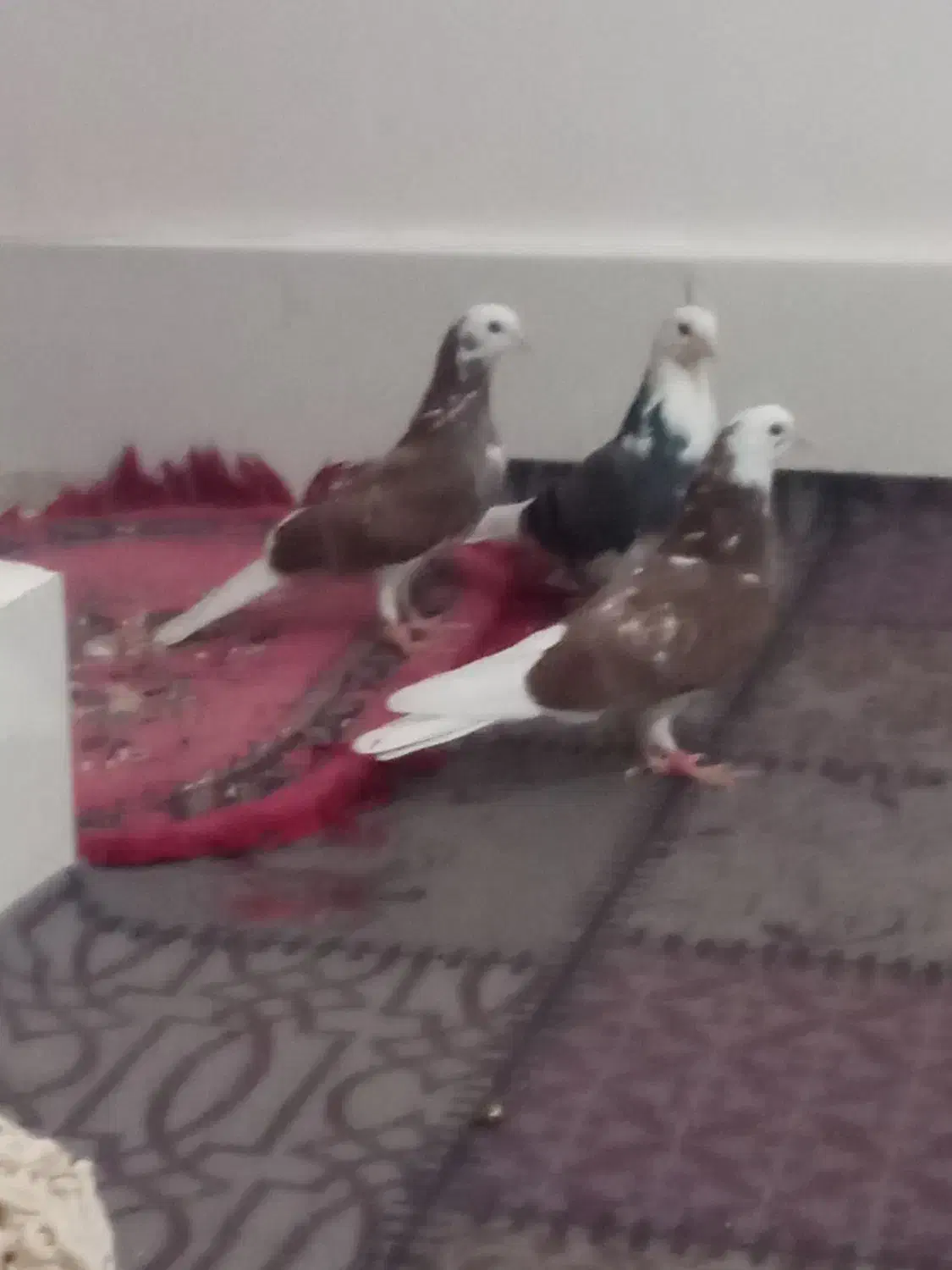 قیمت یک و پنصد|پرنده|زابل, |دیوار