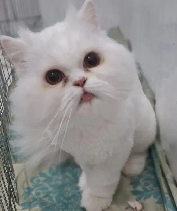 گربه بریتیش|گربه|مشهد, شهرک مهرگان|دیوار