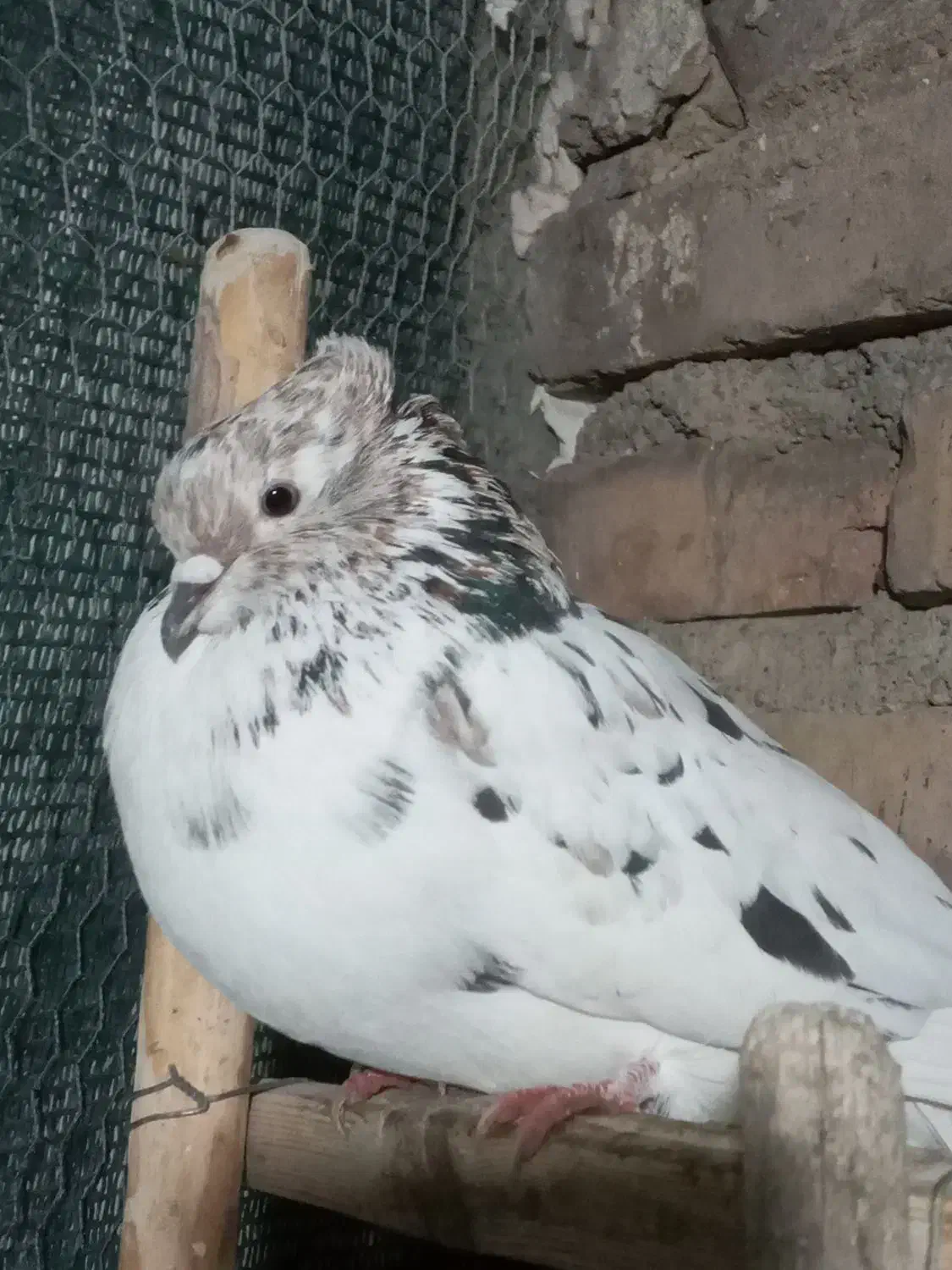 کبوتر|پرنده|محمدشهر, محمدشهر|دیوار