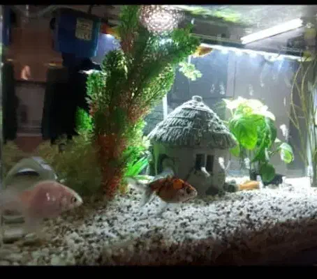 آکواریوم|لوازم جانبی حیوانات|اصفهان, ارغوانیه|دیوار