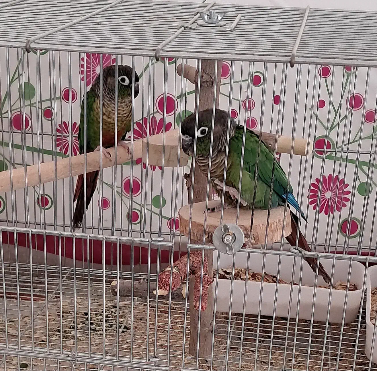 جفت طوطی گرینچیک|پرنده|شیراز, حومه شیراز|دیوار