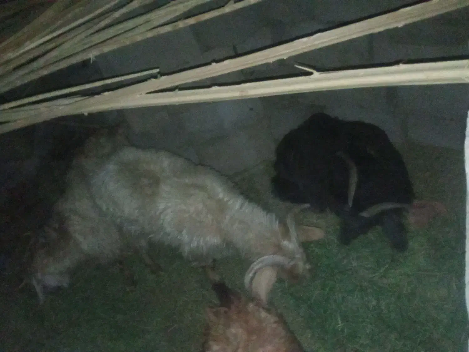 هفت تا کهره چاق شهرستان ریگان|حیوانات مزرعه|بم, |دیوار