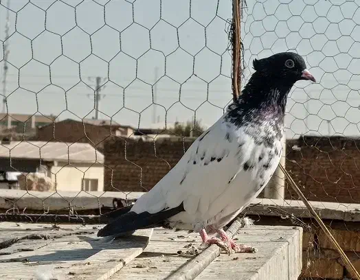 کفتر کبوتر کله سیاه،سینه سوسنی،سینه سیاه|پرنده|شیراز, گلکوب|دیوار