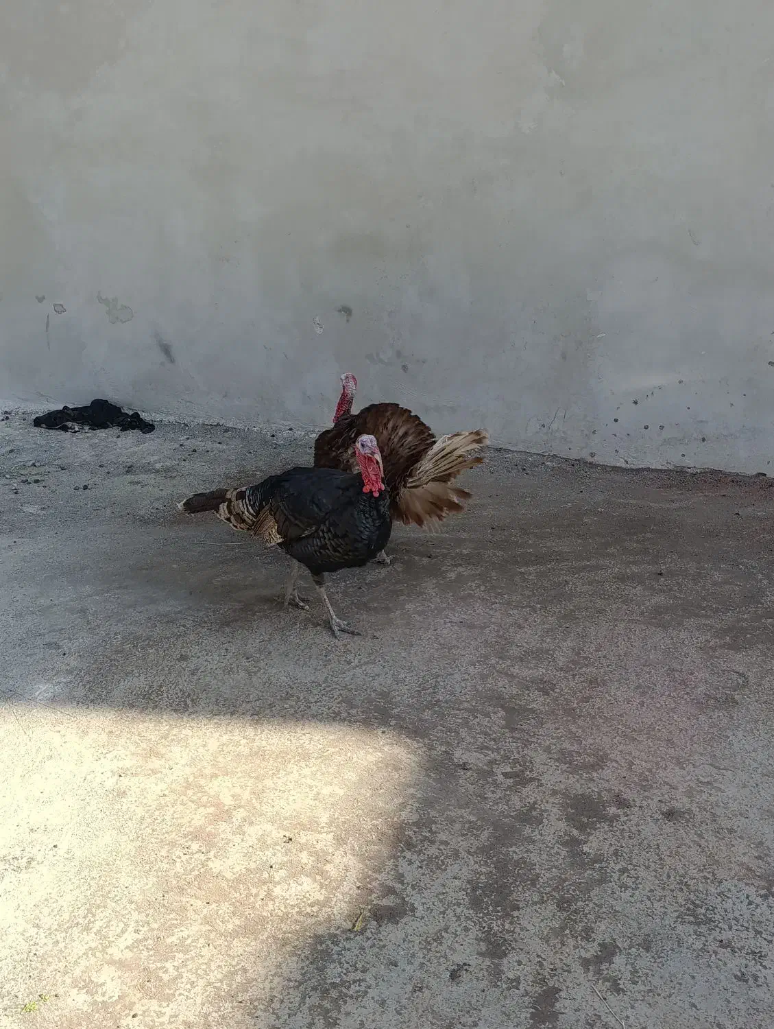 فروش دو عدد بوقله مون نر|حیوانات مزرعه|زیویه, |دیوار