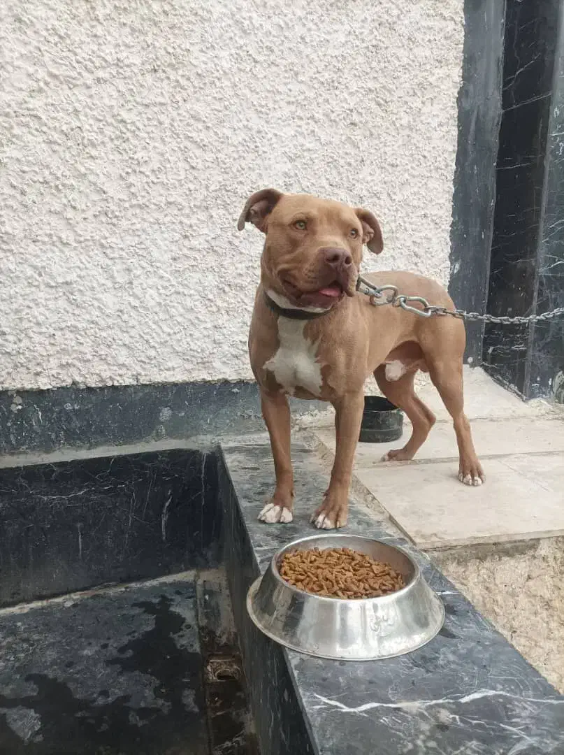 سگ پیتبول|سگ|محمدشهر, محمدشهر|دیوار