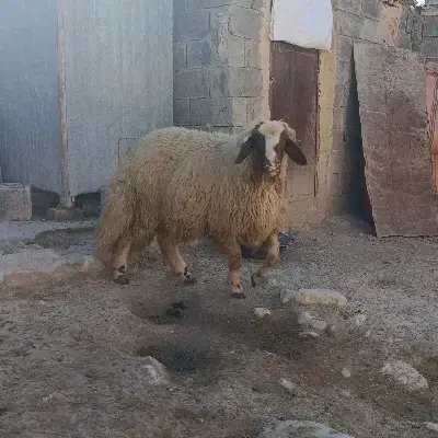 گوسفند|حیوانات مزرعه|ماهیدشت, |دیوار