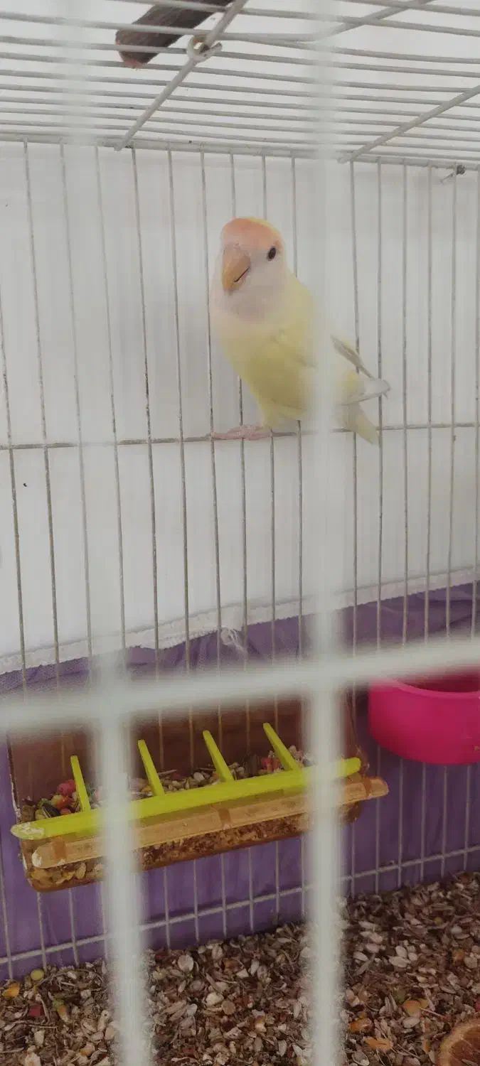 طوطی کوتوله|پرنده|مشهد, تلگرد|دیوار