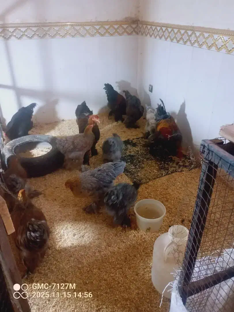 فروش تخم مرغ برهمااصیل|حیوانات مزرعه|اهواز, شهدای انتظامی|دیوار