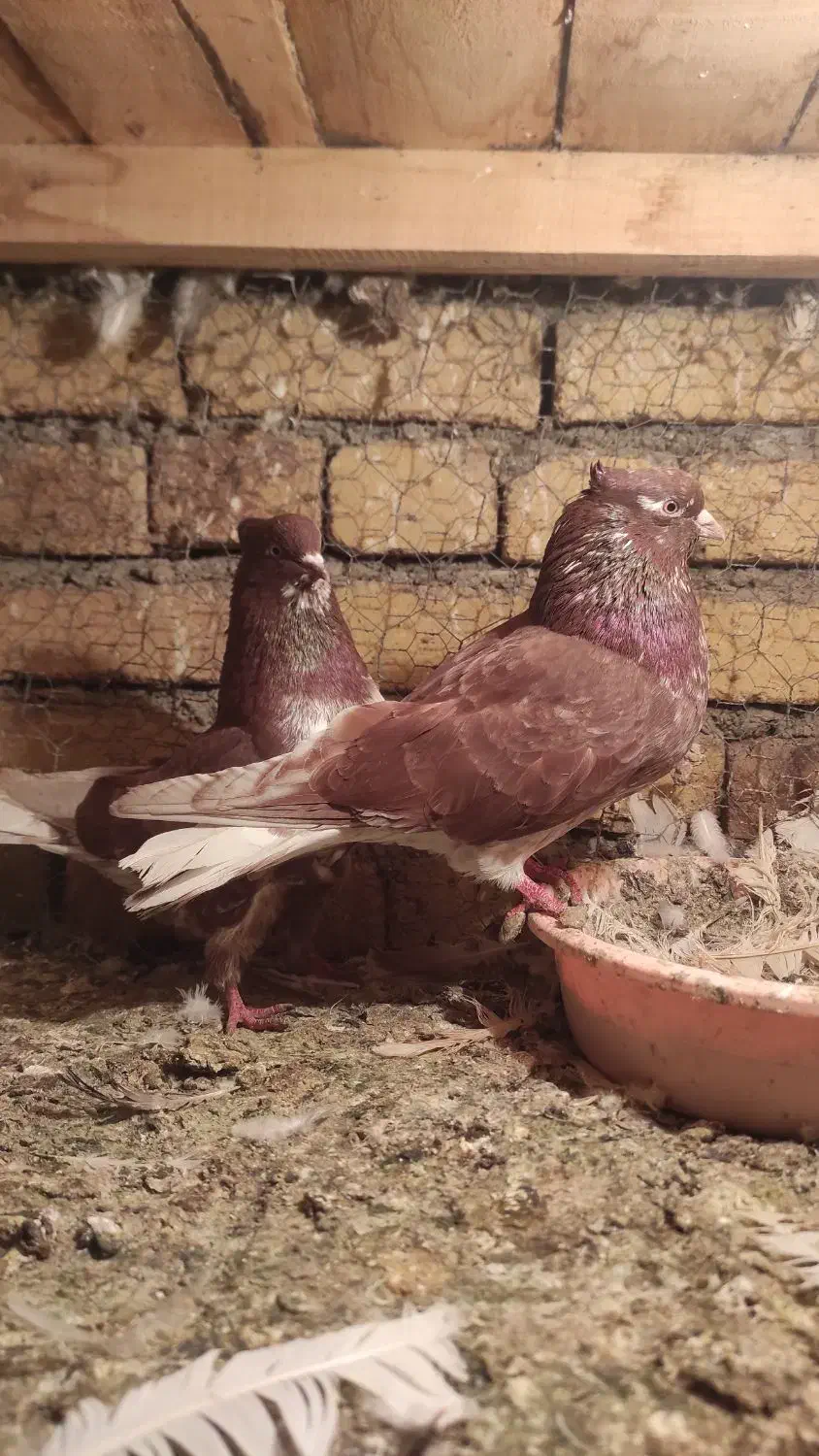 کبوتر|پرنده|نوشین شهر, |دیوار